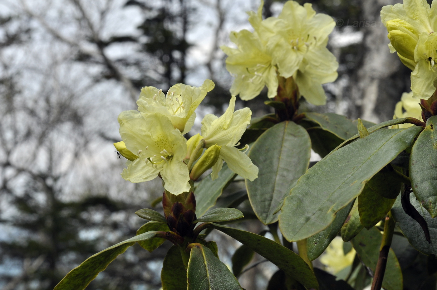 Image of Rhododendron aureum specimen.