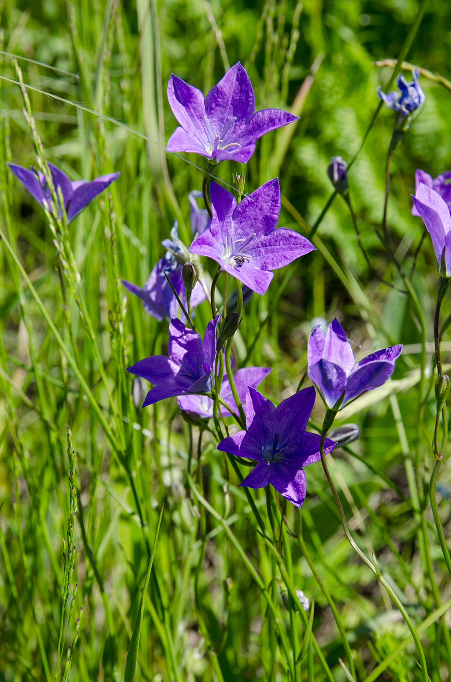 Image of Campanula wolgensis specimen.