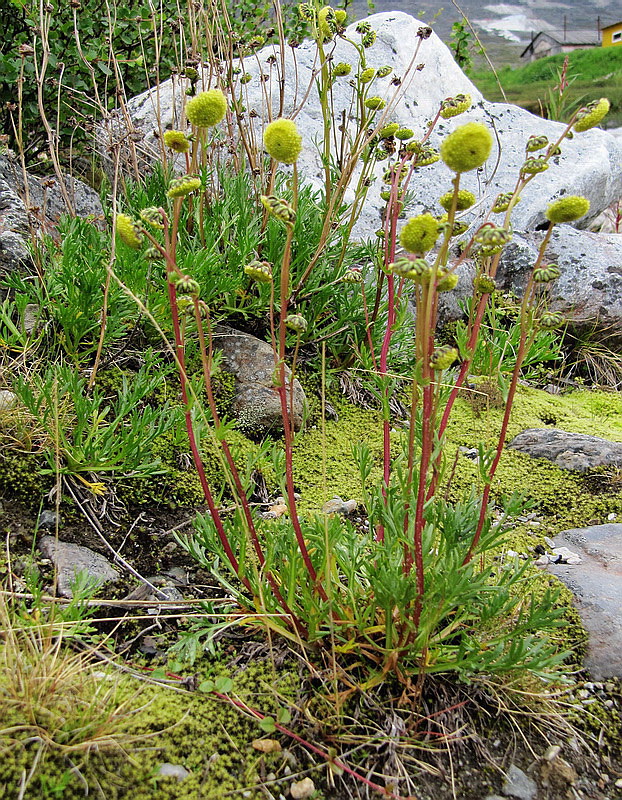 Image of Artemisia norvegica specimen.