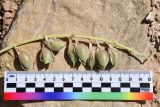 род Astragalus