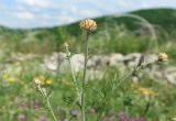 Фото род Centaurea