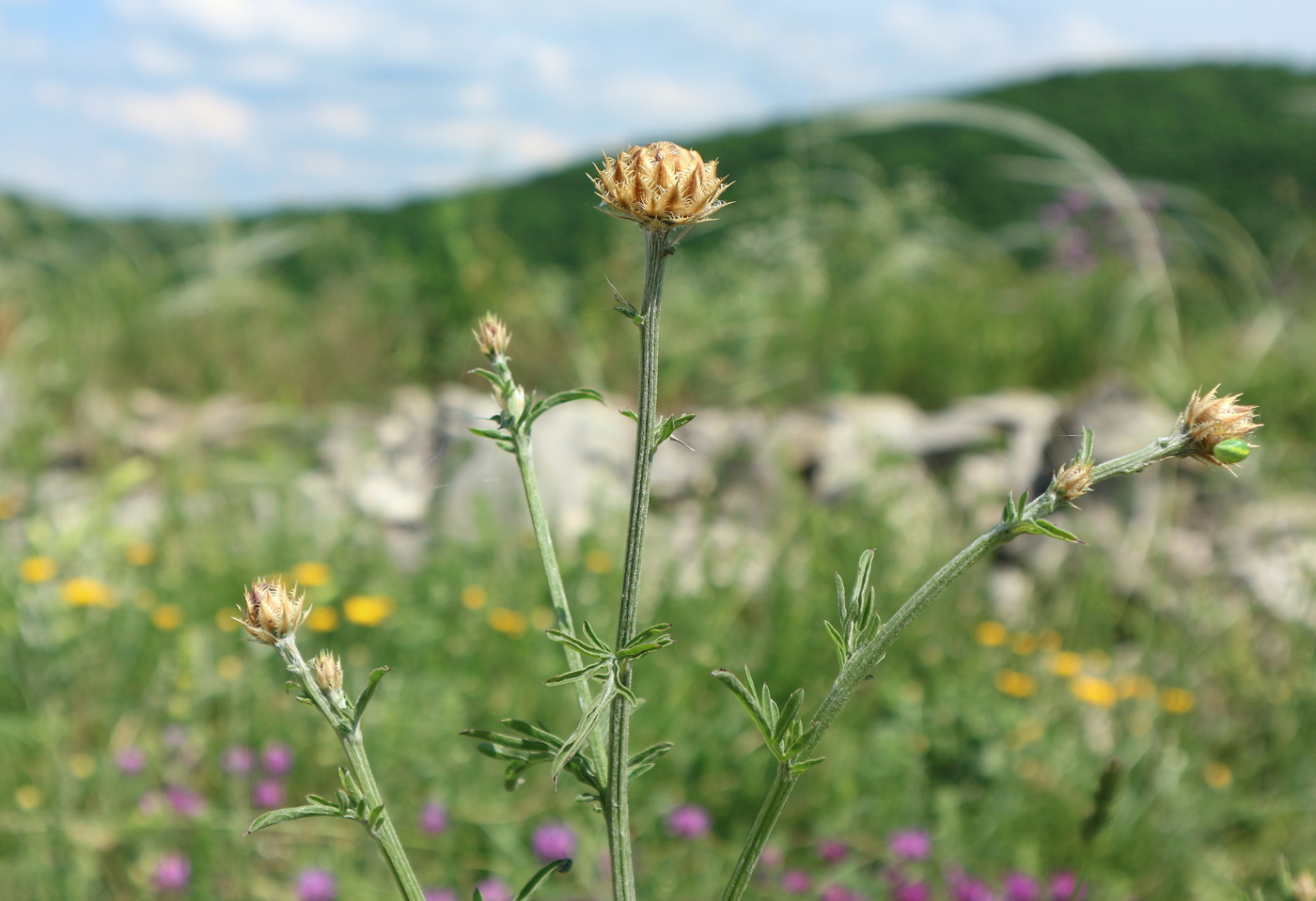 Image of Centaurea orientalis specimen.