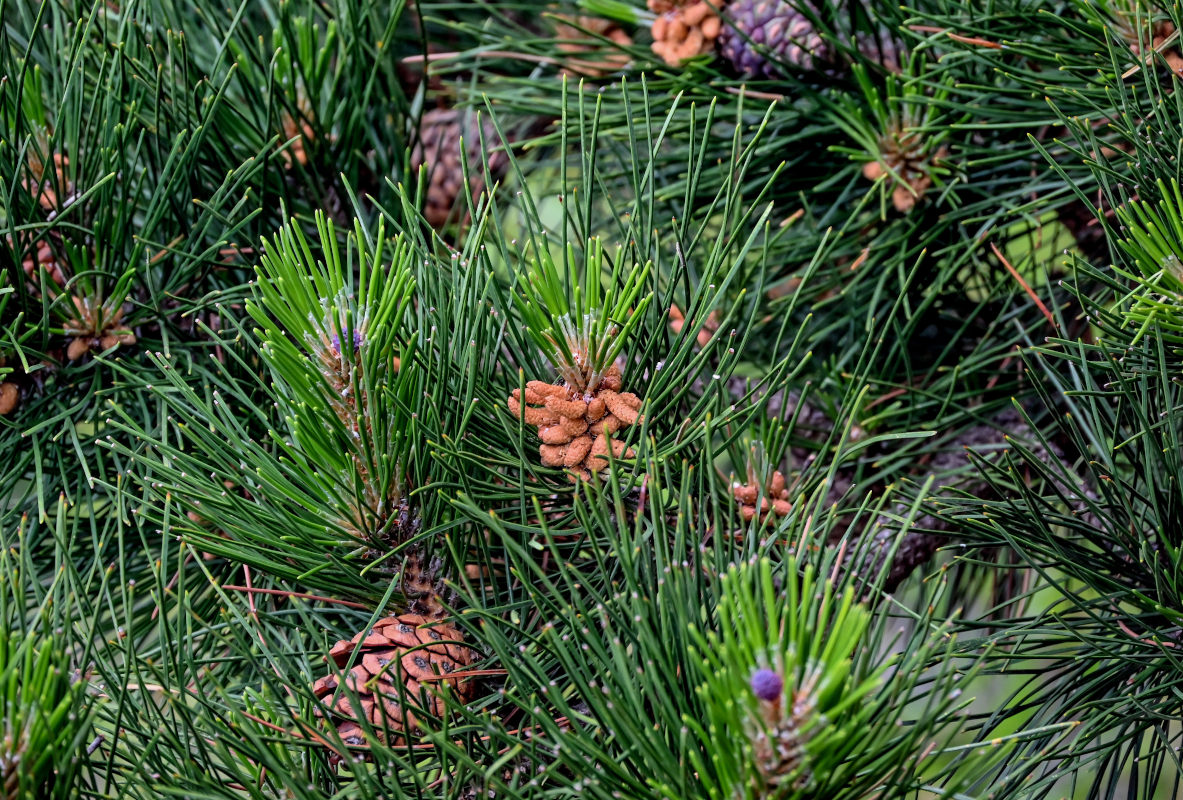 Image of Pinus densata specimen.