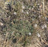 Dianthus volgicus