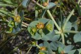 genus Euphorbia. Верхушка побега с соцветиями-циациями. Турция, ил Агры, подножие горы Арарат, окр. с. Демиртепе, выс. ок. 1520 м н.у.м., берег оз. Шейхли, степь. 20 мая 2025 г.