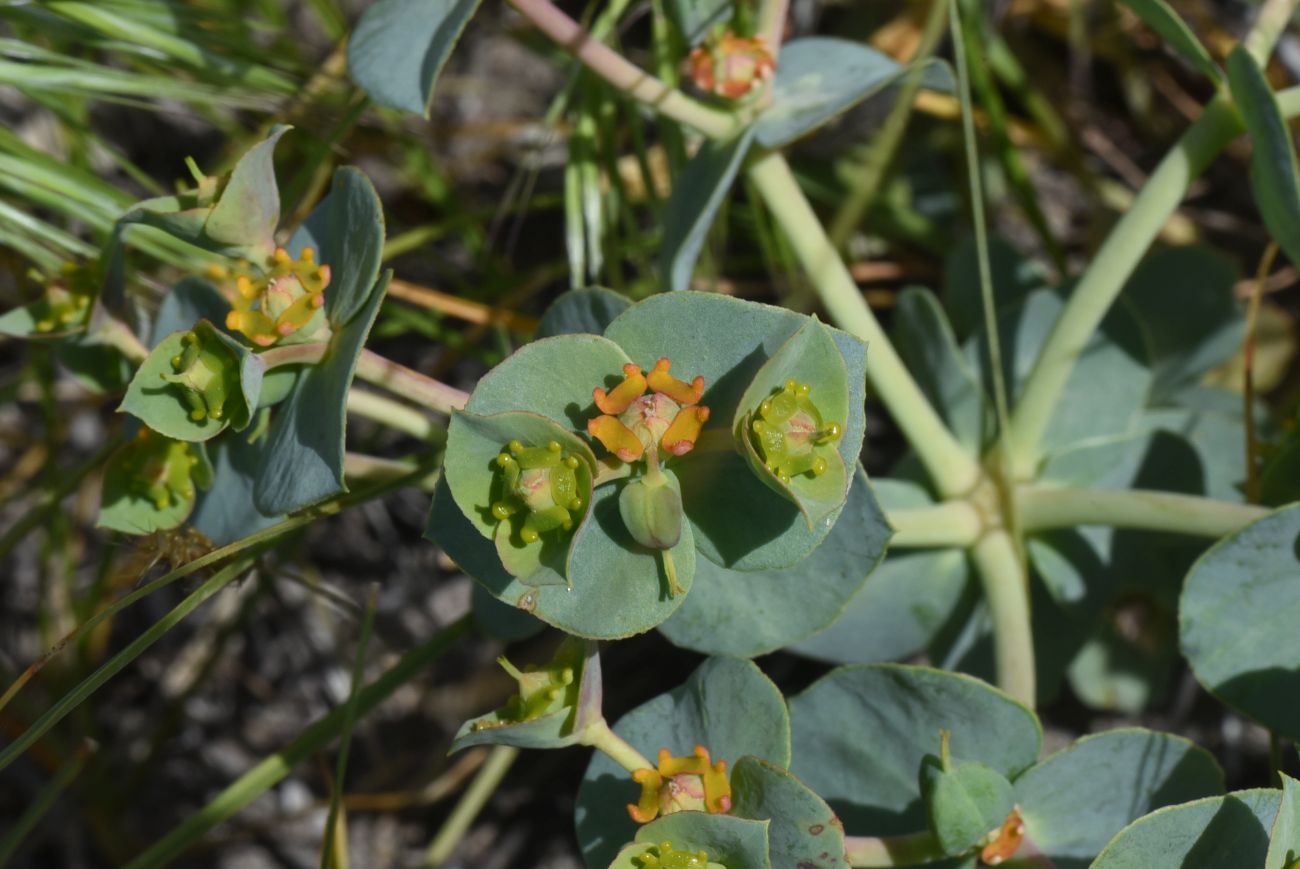 Изображение особи род Euphorbia.