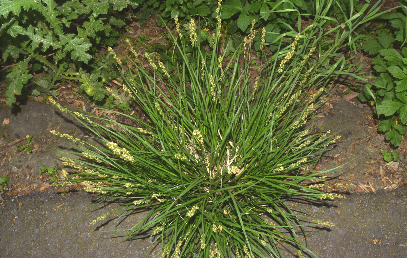 Image of genus Carex specimen.