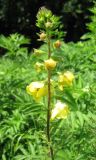 Verbascum spectabile