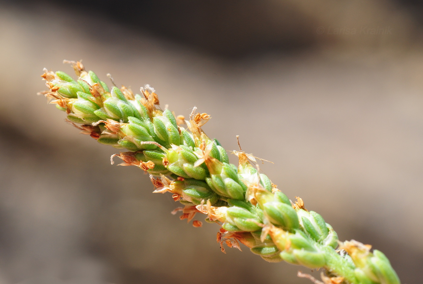 Image of Plantago camtschatica specimen.