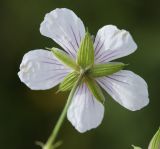 Geranium sieboldii