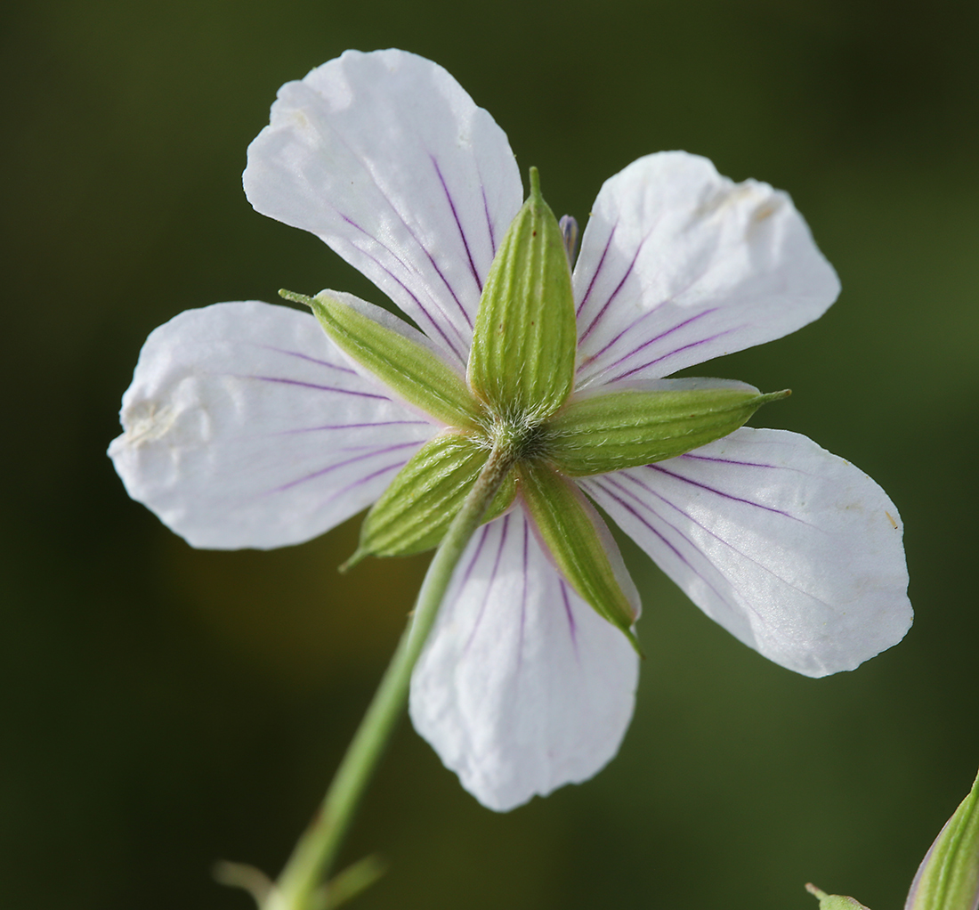 Изображение особи Geranium sieboldii.