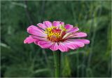 Zinnia elegans