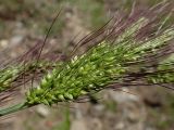 Echinochloa caudata. Соплодие с незрелыми плодами. Хабаровский край, г. Комсомольск-на-Амуре, зарастающий карьер. 15.08.2025.