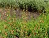Penstemon barbatus