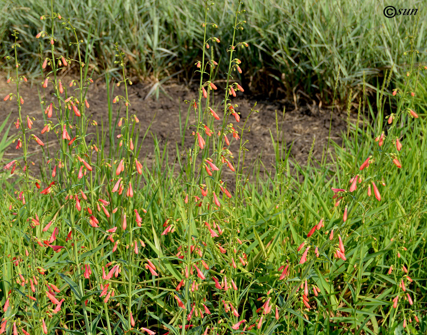 Изображение особи Penstemon barbatus.
