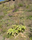Heracleum asperum