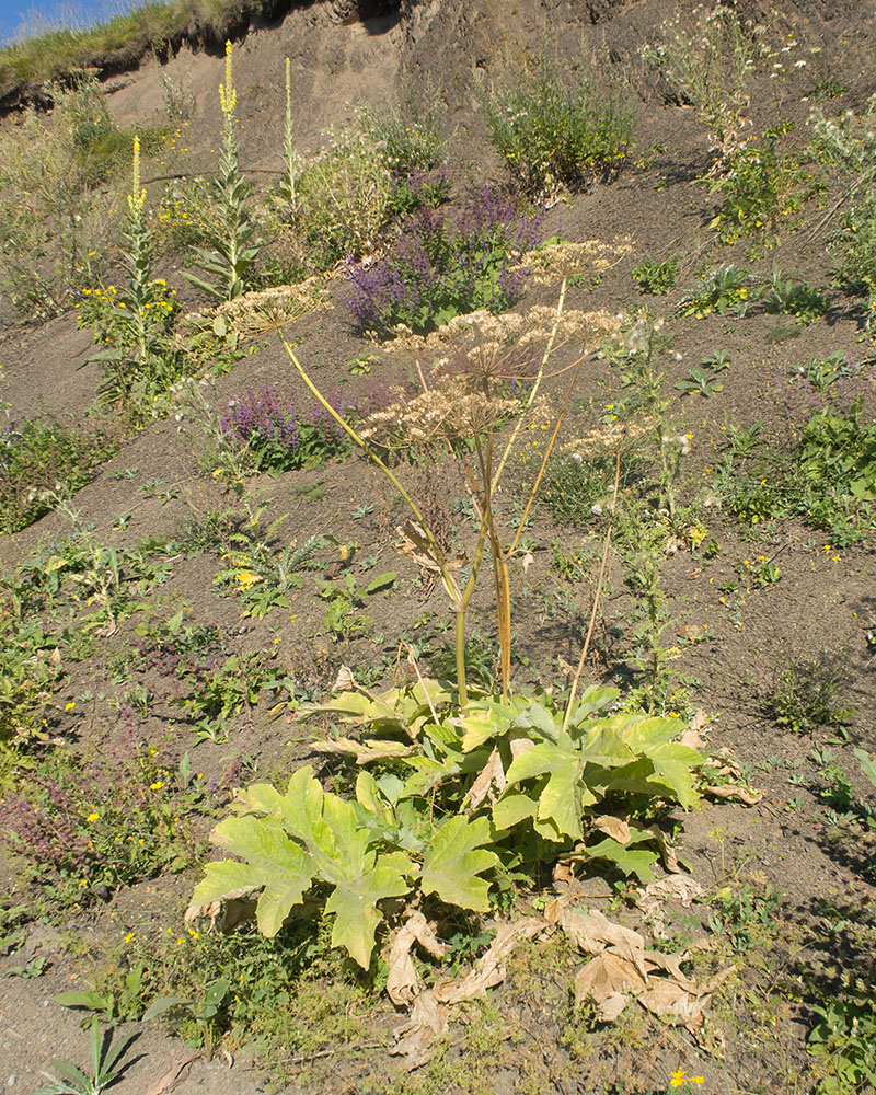 Image of Heracleum asperum specimen.