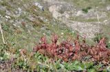 Arctous erythrocarpa. Плодоносящие растения. Камчатский край, Елизовский р-н, склон горы Летняя Поперечная, цирк Большая Чаша, кустарничковая тундра. 03.09.2025.