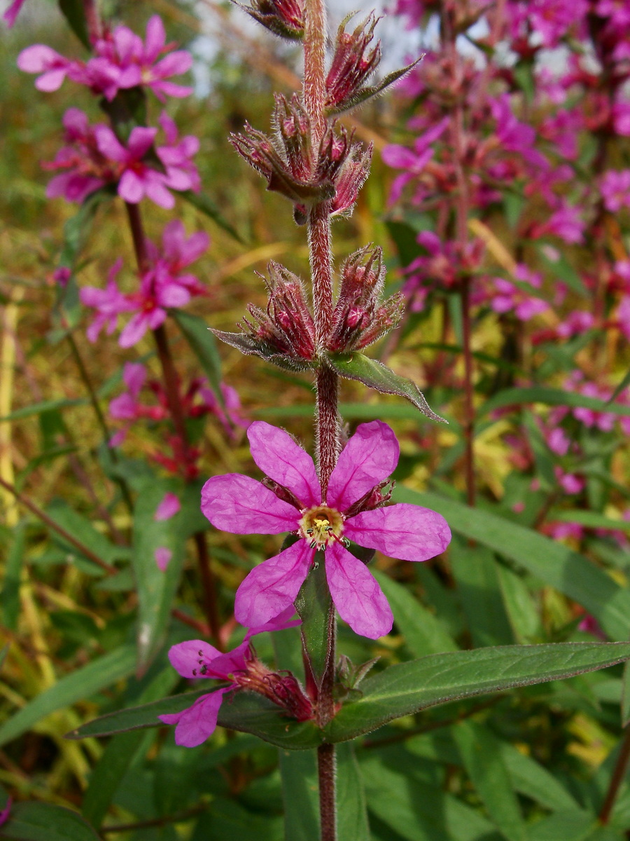 Изображение особи Lythrum salicaria.