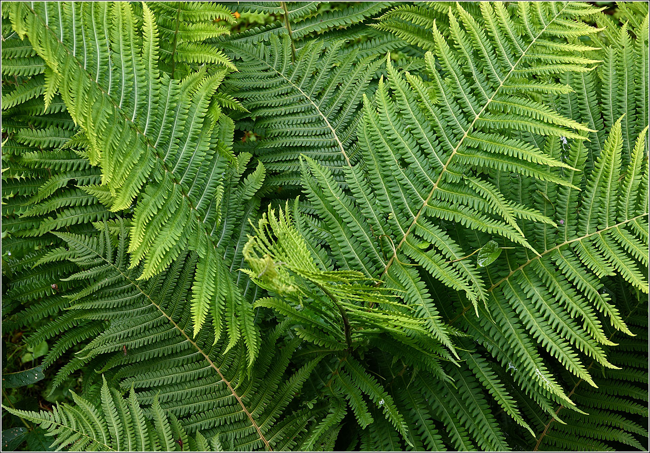 Изображение особи Matteuccia struthiopteris.