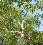 Изображение особи. Автор - Михаил Лучкин