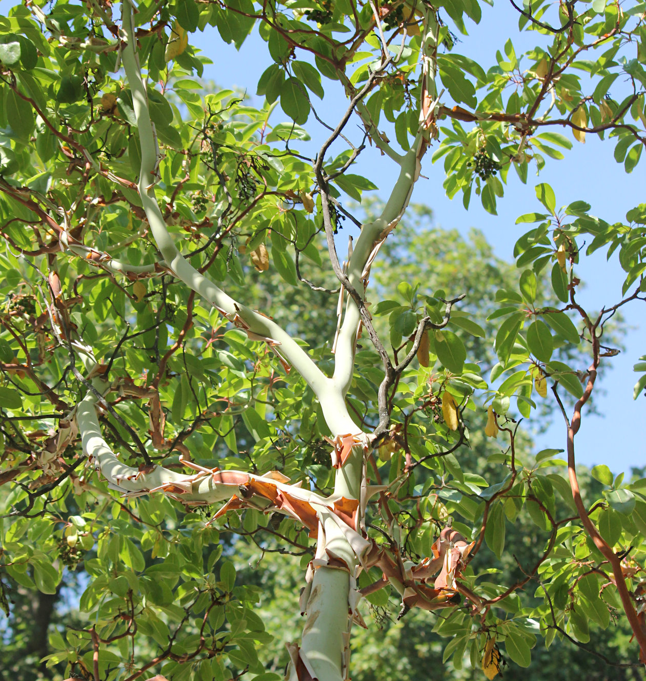 Изображение особи Arbutus andrachne.