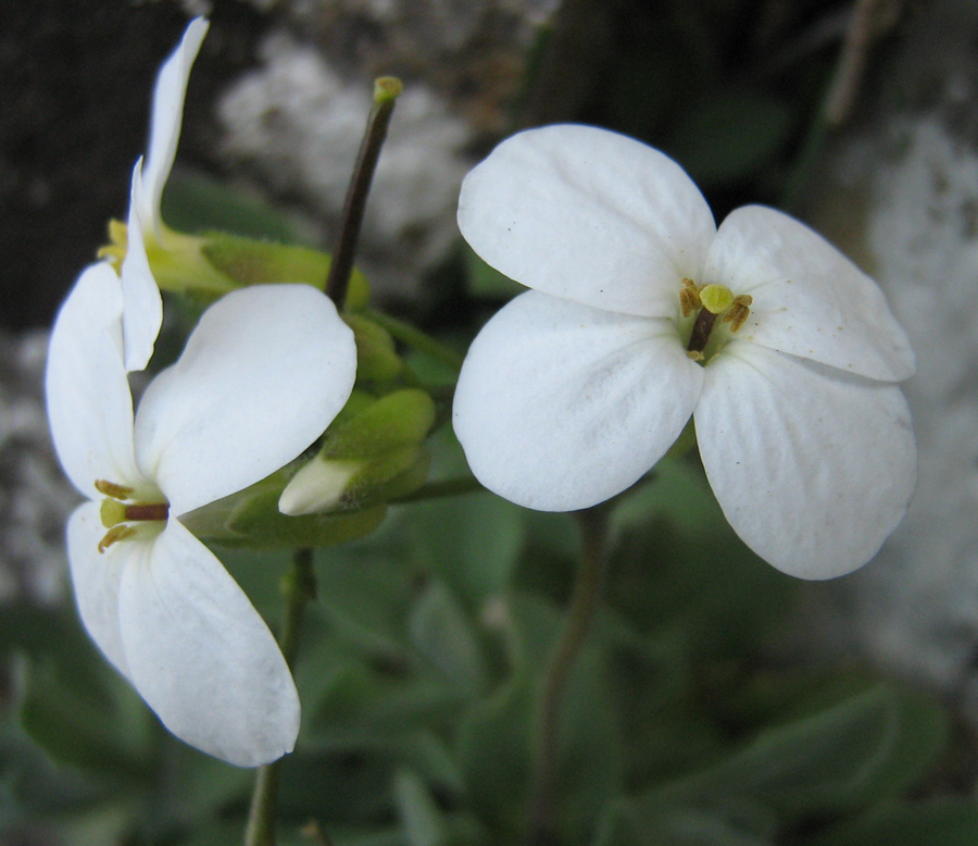 Изображение особи Arabis caucasica.