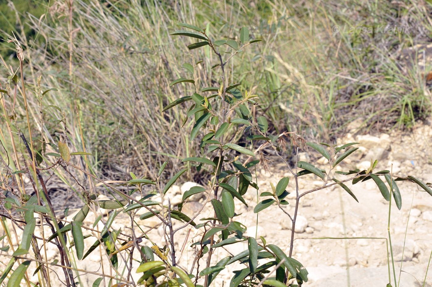 Image of Helicteres angustifolia specimen.
