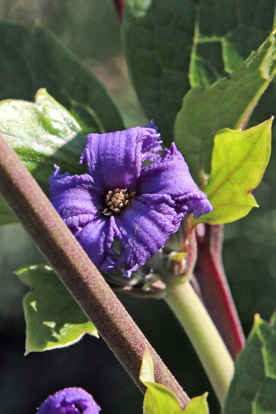Изображение особи Clematis heracleifolia.
