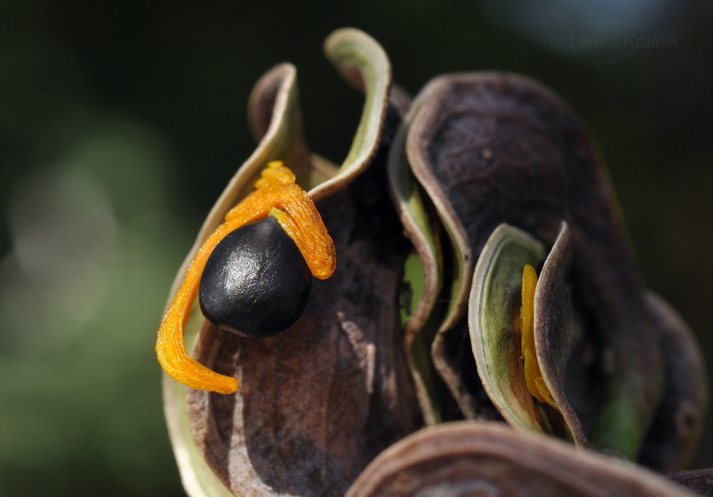Image of Acacia auriculiformis specimen.