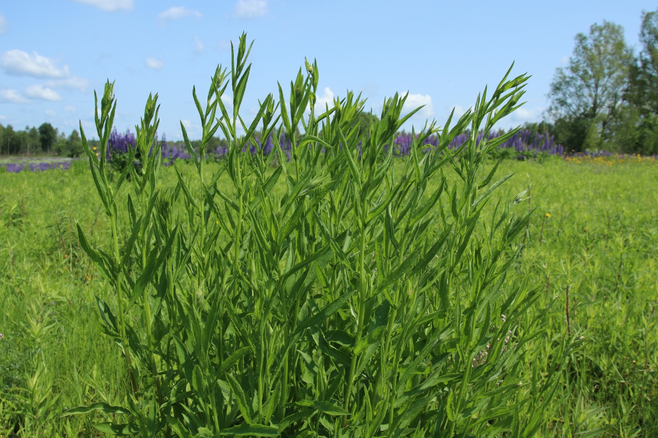 Image of Centaurea jacea specimen.