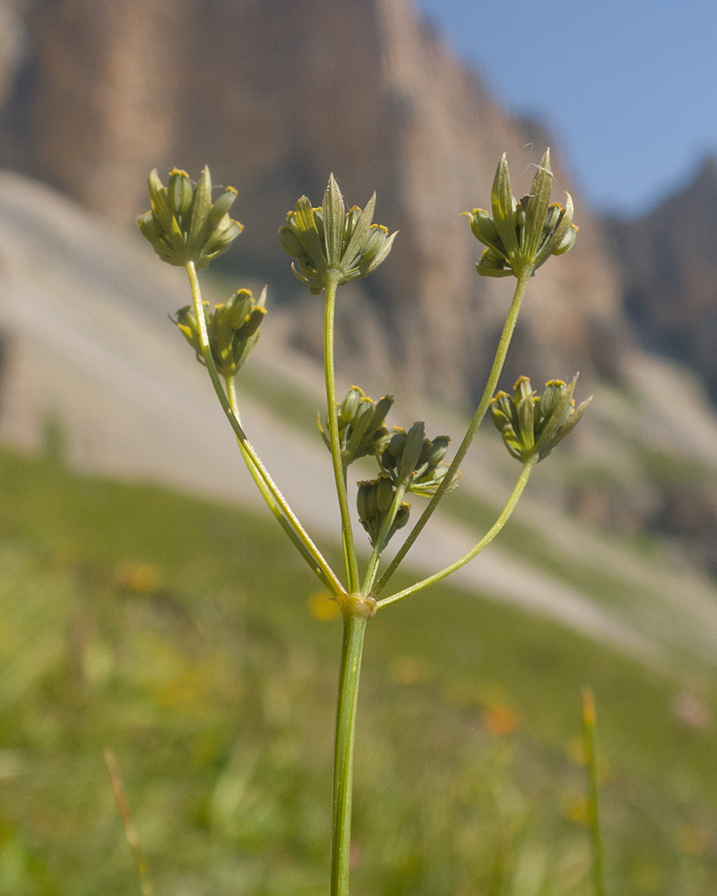 Изображение особи Bupleurum polyphyllum.
