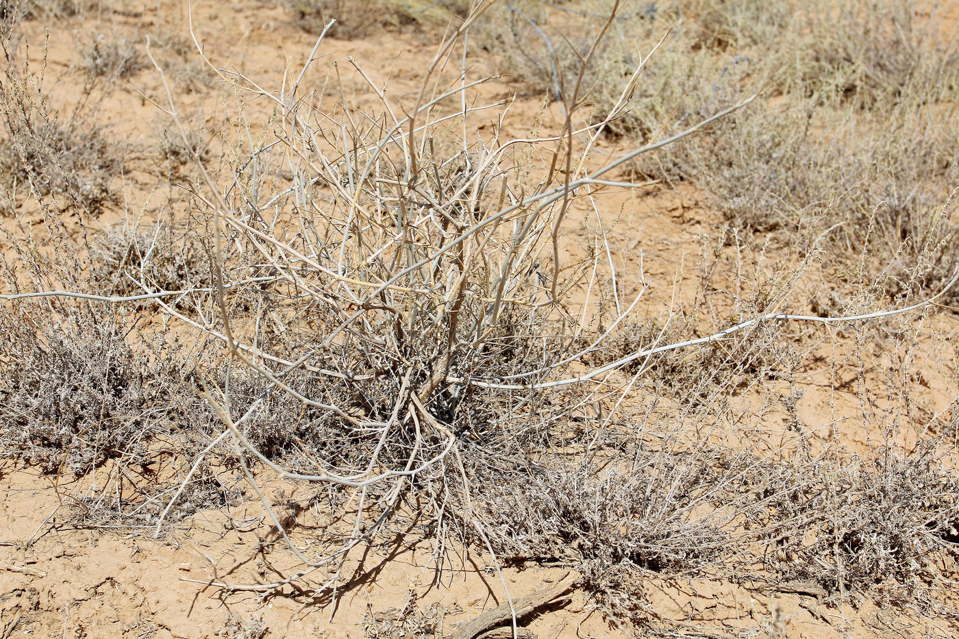 Image of Astragalus baeri specimen.