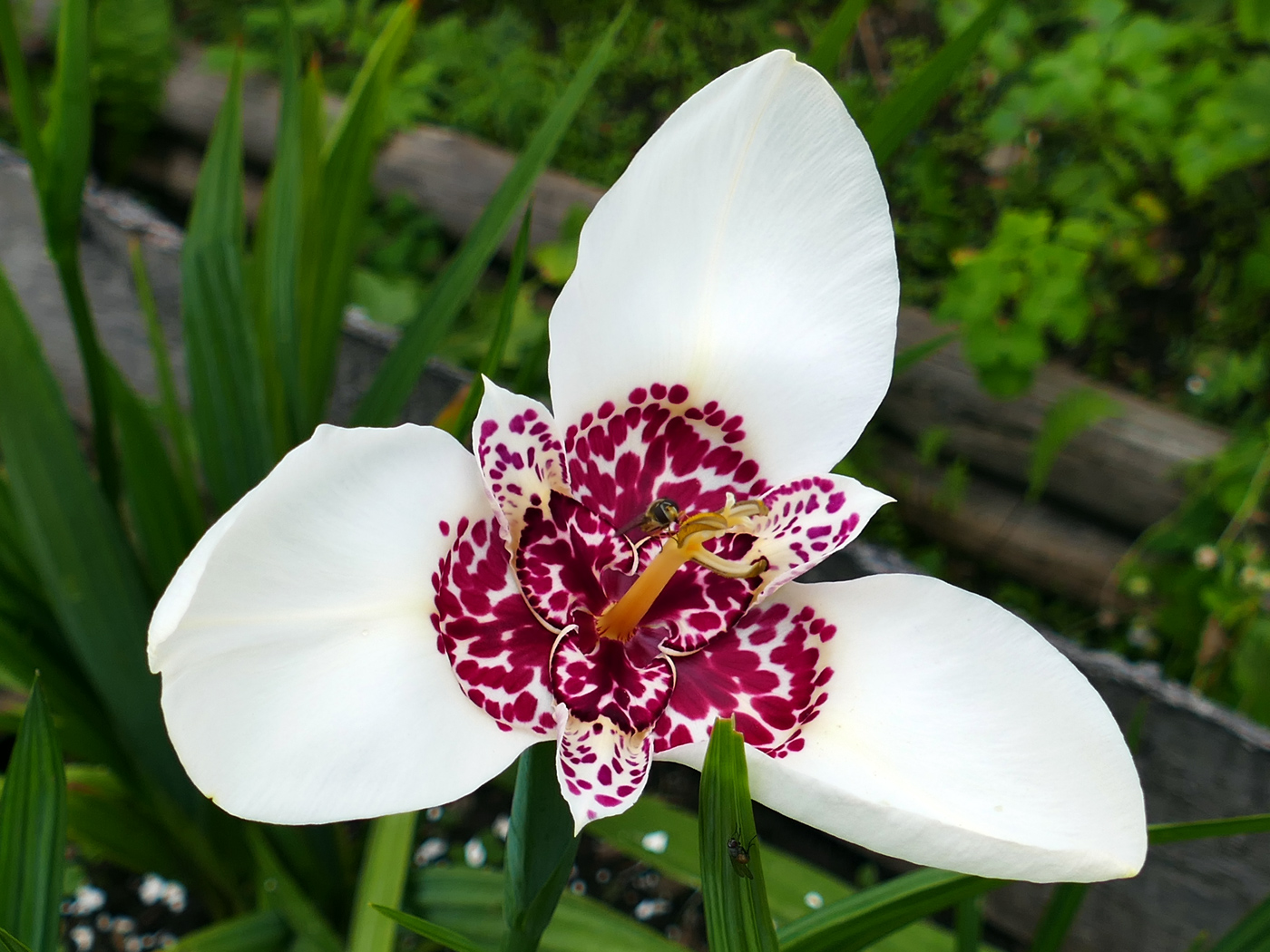 Изображение особи Tigridia pavonia.