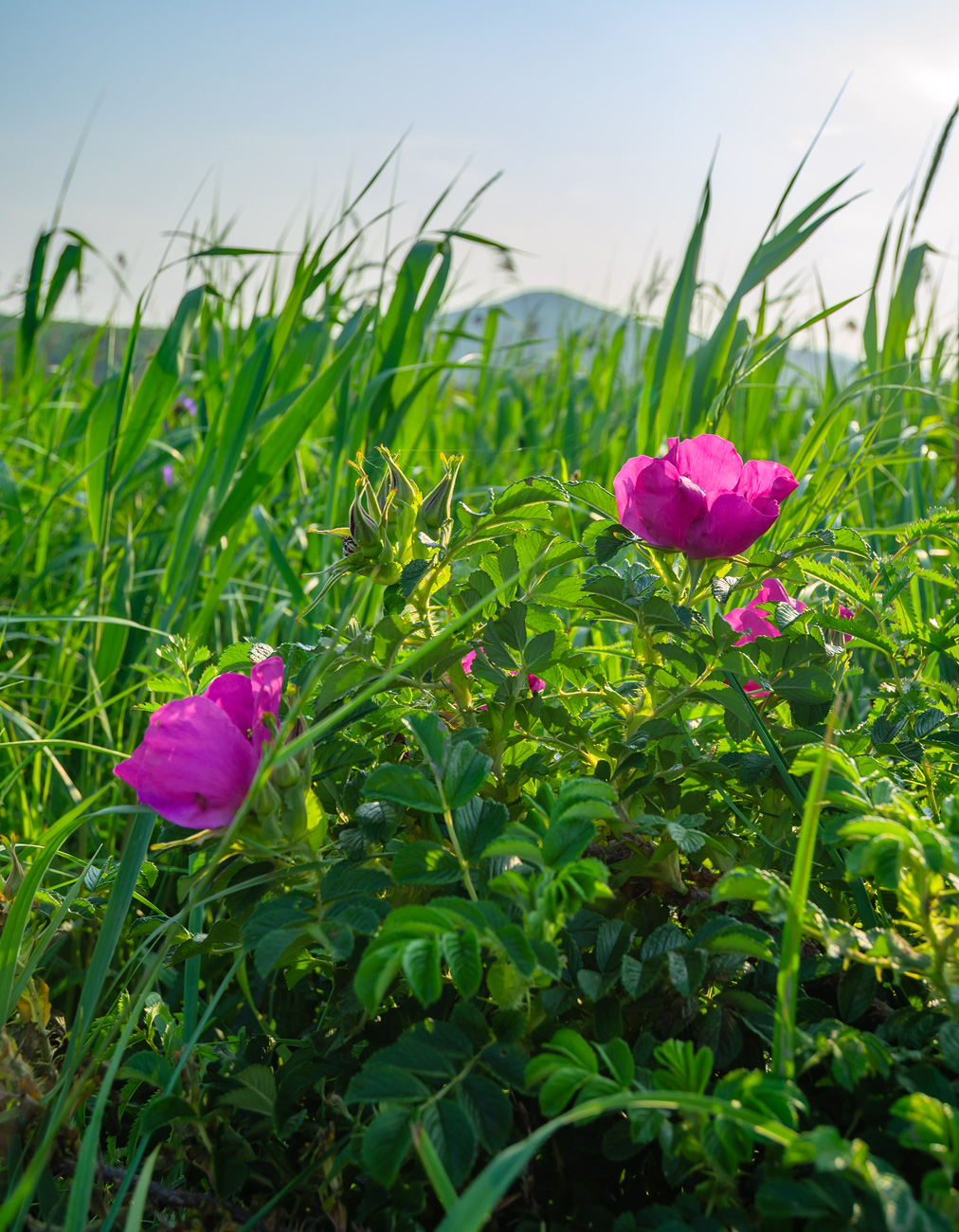 Изображение особи Rosa rugosa.