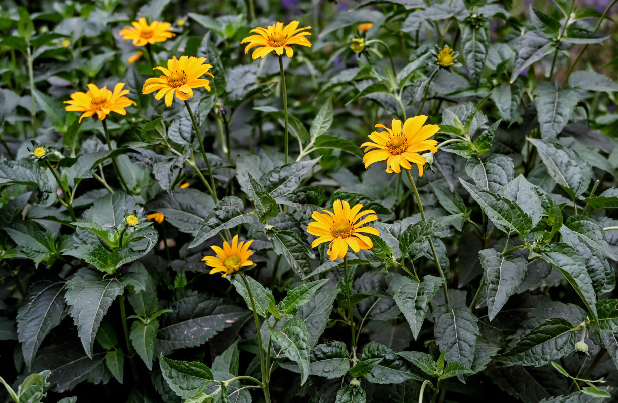 Image of Heliopsis helianthoides ssp. scabra specimen.
