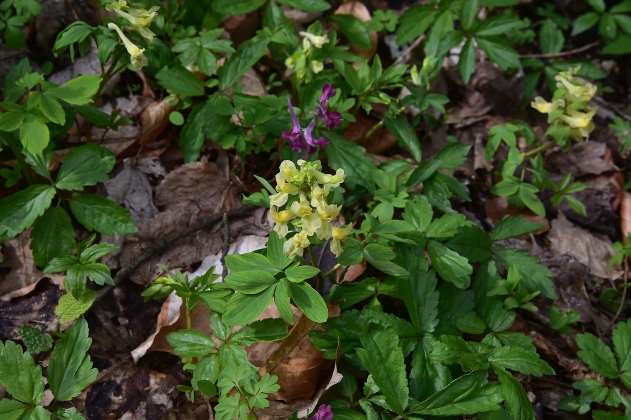 Изображение особи Corydalis marschalliana.