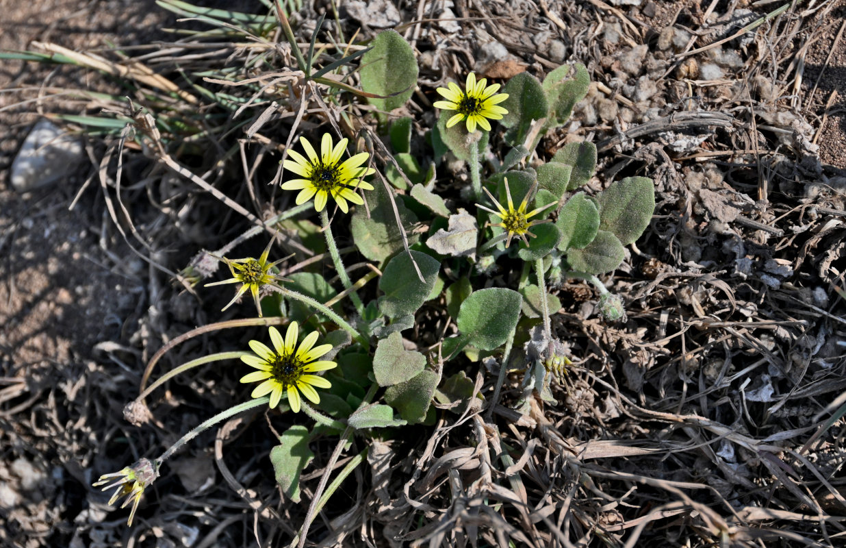 Image of Arctotheca calendula specimen.