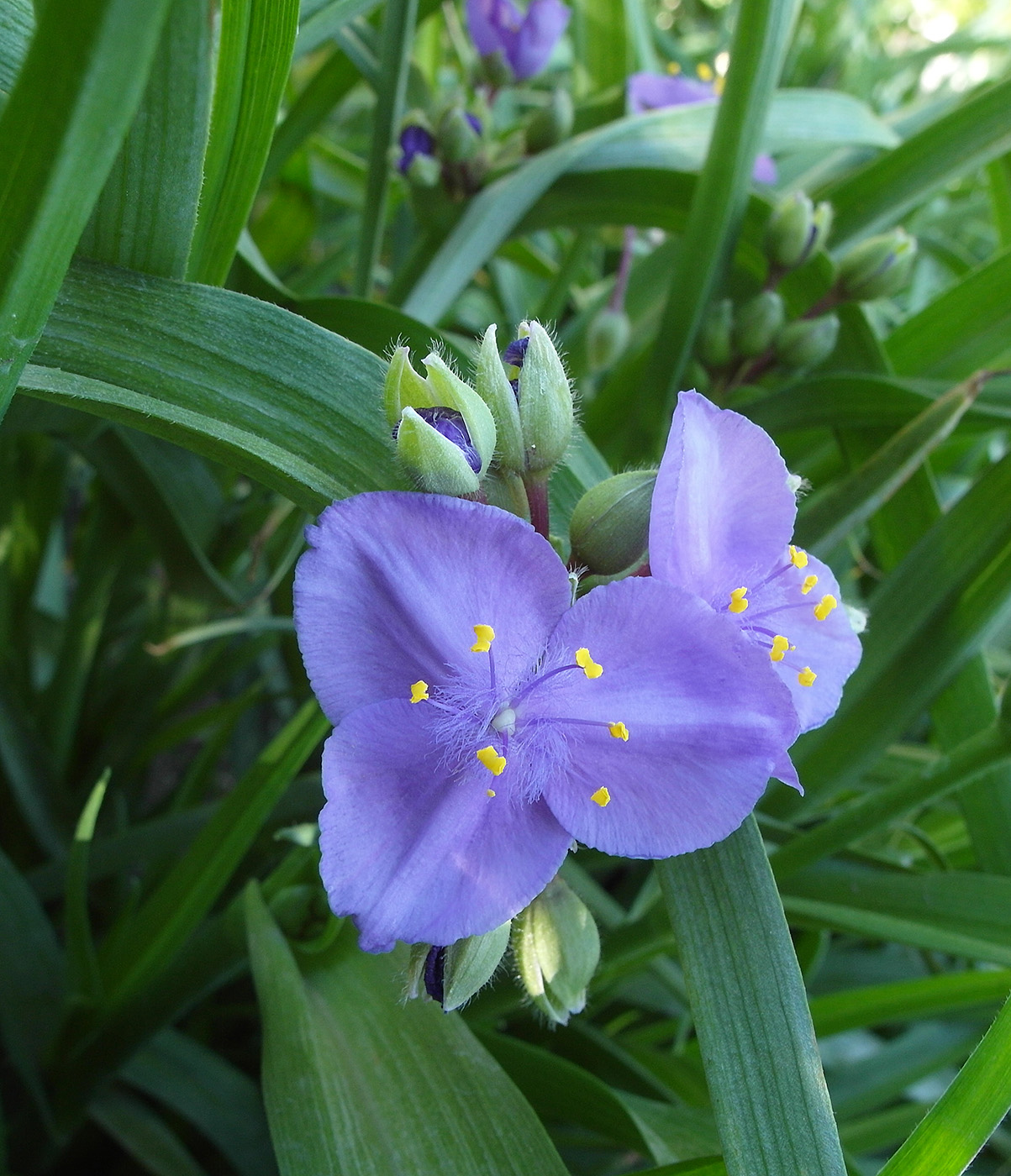 Image of Tradescantia × andersoniana specimen.