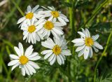 Pyrethrum corymbosum. Соцветия-корзинки. Оренбургская обл., Саракташский р-н, Жёлтинский сельсовет, окр. хут. Султанбаево, луговая степь. 9 июня 2025 г.