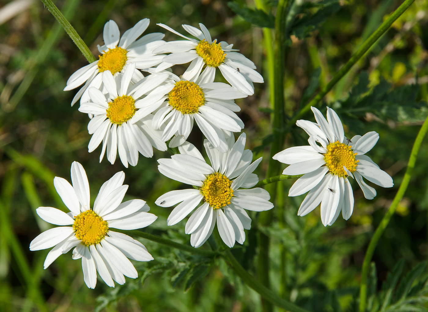 Изображение особи Pyrethrum corymbosum.