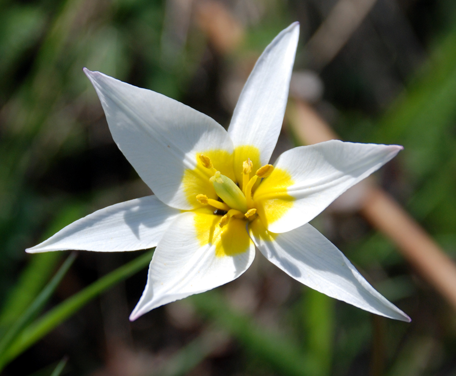 Image of Tulipa biebersteiniana var. tricolor specimen.