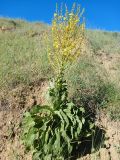 genus Verbascum. Цветущее растение. Азербайджан, Нахчыван, Шахбузский р-н, окр. с. Кюлюс, разнотравно-песчаный склон. 28.06.2026.