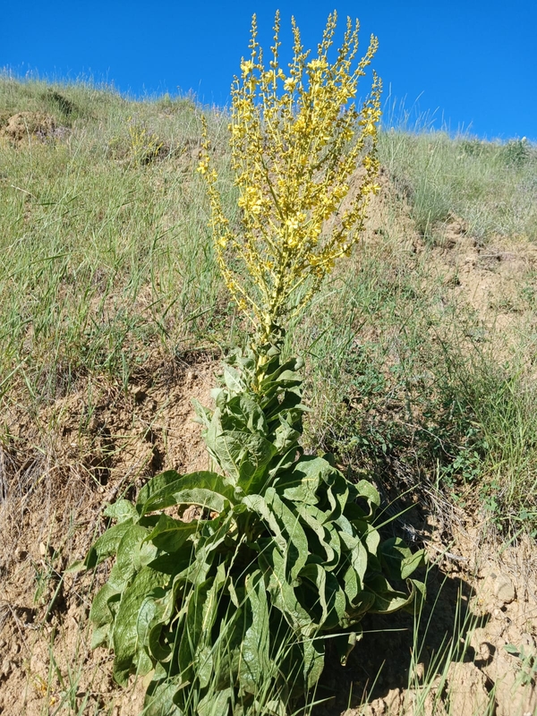 Image of genus Verbascum specimen.