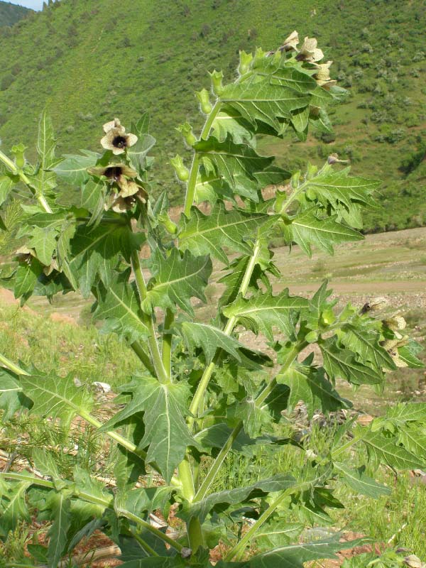 Изображение особи Hyoscyamus niger.