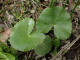Caltha palustris. Листья. Хабаровский край, г. Комсомольск-на-Амуре, ООПТ \"Кедрово-тисовая роща\", на лыжной трассе. 24.05.2026.