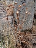 Silybum marianum. Плодоносящее растение. Португалия, о-в Мадейра, мыс Сан-Лоренцо, каменистый сухой склон. 12.06.2026.