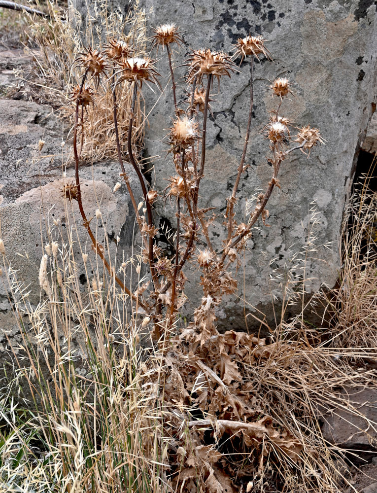 Image of Silybum marianum specimen.