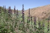 Phlomoides tuberosa