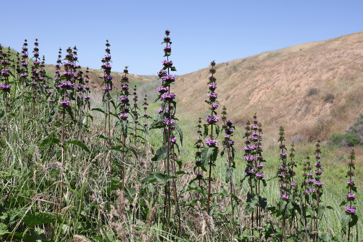 Image of Phlomoides tuberosa specimen.